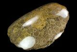 Polished Fossil Coral (Actinocyathus) - Morocco #128183-2